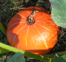 squash, garden, seeds, seedy saturday, growing