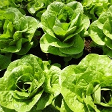 lettuce, seed, grow, food, self-sufficiency, sustainability, on-farm, hands on, workshop, organic, Sooke, garden, farm