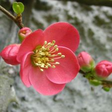 spring flowers