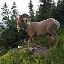 wildlife, wild river, Flathead, mountain goat