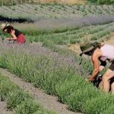 lavender, festival, music, crafts, family, fun, children 