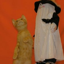 Cat, Rescues, show, fun