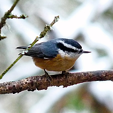 Birding, birds, nature, nature program