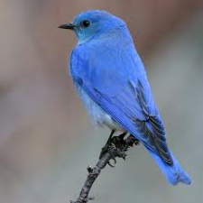 birds, birding, mountain bluebird, our feathered friends, nanaimo museum