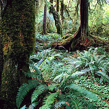 moss, forest, park, nature, nature program