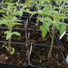 tomatoes, food, seeds, heirloom, organic, heritage, on-farm, hands-on, self-sufficiency, sustainability, garden, farm, learn, workshop 