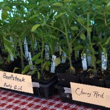veggie starts, local vegetables, farmers market