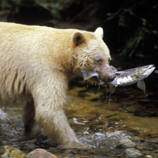 Spirit Bear, salmon, wilderness, nature, pristine