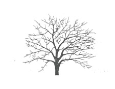 Fruit, Tree, Workshop, Pruning, Arborist, Marigold