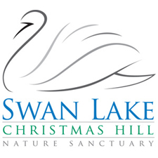 swan, lake