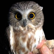 Birds, nature, conservation, environment