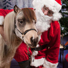 Santa with Pets, Christmas, children, pets, dogs, cats, rescue