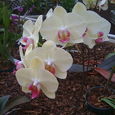 Orchid