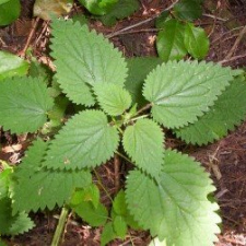 Nettles