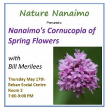 nature nanaimo, spring, wildflowers