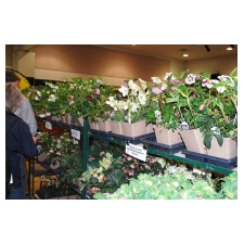Gardening, seeds, plants, nurseries, vendors, displays, speakers, community 