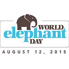 elephant, nature conservancy