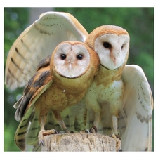 Barn owl, hugging, raptor, mate, bird of prey, egg, 