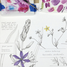 art, art classes, art courses, art school, painting, drawing, nature, Garry Oak Meadow as Art