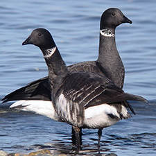 Brant goose