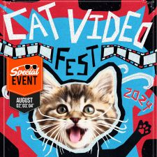 Film, cats, videos