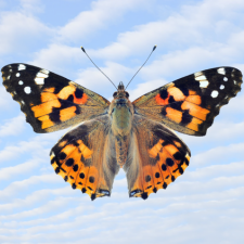 butterfly