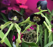 orchids, flower