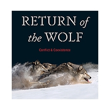 Paula, Wild, Wolf, Nature, History, Talk, Free