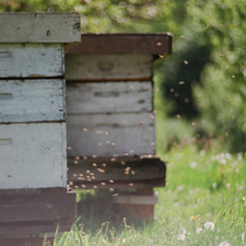 bee, pollinator, environment, merridale, cider, orchard, horticulture
