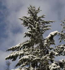 forest, party, new years, event, 