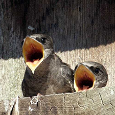 purple martin, open house