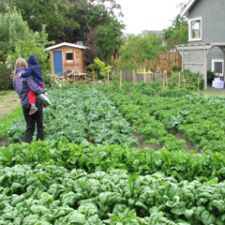 Organic Farming Urban Sustainability