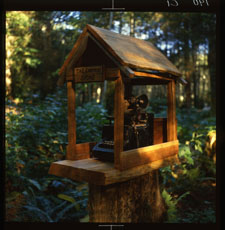 Photograph taken in George Sawchuk�s Forest in 1988 by Bob Cain. 