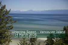 herring spawn, photography, tour, workshop, Comox Valley