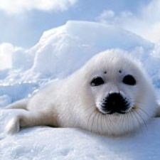 baby, seal, canada