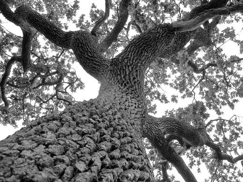 Lecture, Maleea Acker, Garry Oak, Deep Bay, Ecosystem