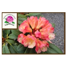 gardening, rhodos, rhododendron, plants, plant sale, flowering plants.