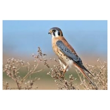 American kestrel, Kessy, The Raptors, migration