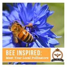 Bees, Flowers, Plants, Honey, Pollinators, Conservation, Sustainability