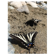 bug, BC, Nanaimo, science, insect, nature, exploration, children, butterfly