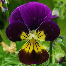Viola in Black Bear Herb Garden