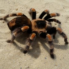 spider, insect, carnivour