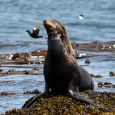 sea lion