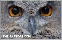 owl, nature, flying, birds, raptor, silent, predator