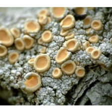 Lichen, fungi, nature, class, course, workshop, identification, mycology, ecology, local, lichenology