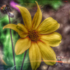 art photo, enhanced, encaustic photo transfer.  