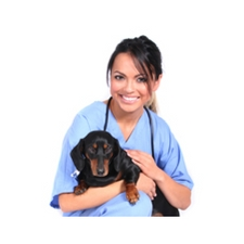 Animal, animal care, veterinary, dog, education, certificate program, VIU, vet technician, 