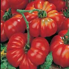 Tomato, plants, vegetables, heirloom.
