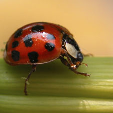 insect, bug, summer