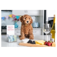 Treat Week, Treats, Animals, Dog, Cat, Cookie, Cupcake, Fundraiser 